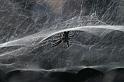 Cyrtophora_citricola_D3182_Z_80_Valle Gran Rey_Spanje